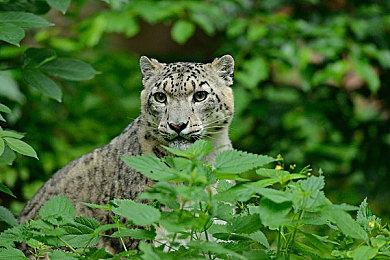 正当防卫工作室曾开发钢铁侠游戏因公司内斗取消